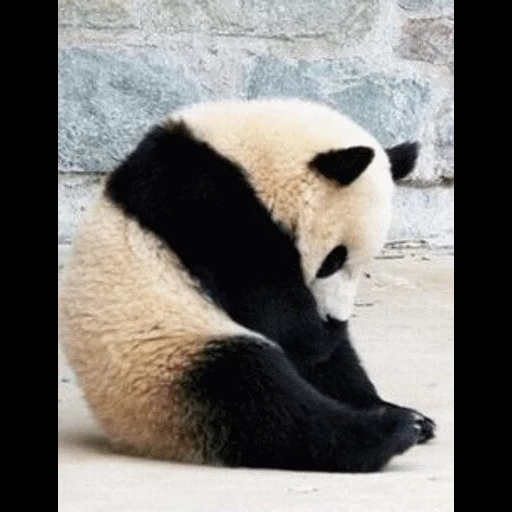 panda, panda, panda es querido, panda somnoliento, panda está triste