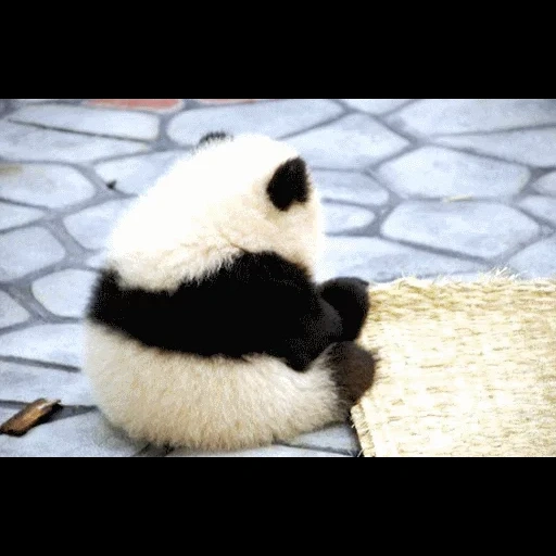panda, soy un panda, pandochka, panda ofendido, los animales más lindos