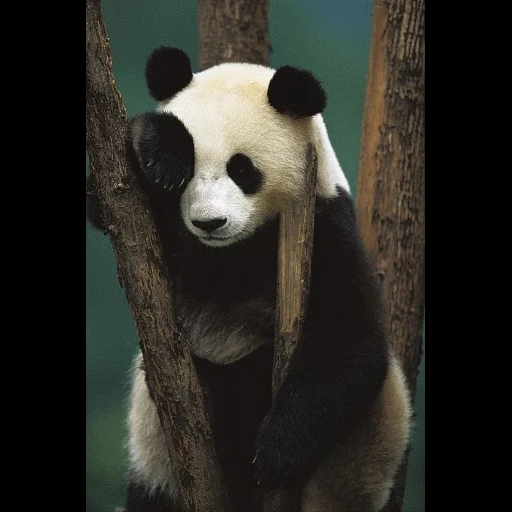 panda, lokicraft, panda géant, le panda est un animal, panda géant