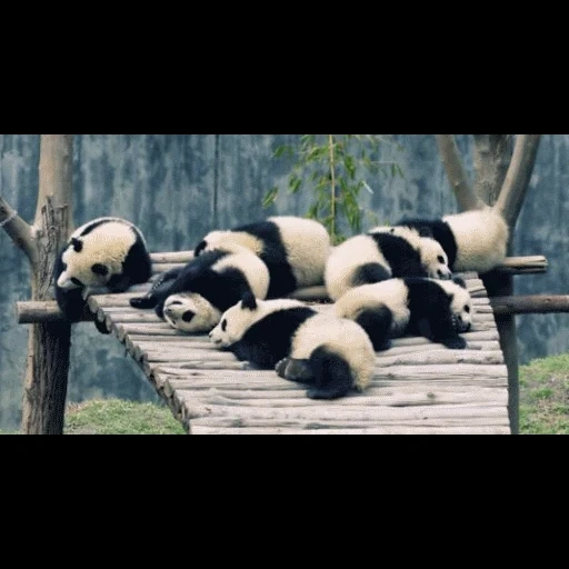 панда, адамово, панда панда, спящая панда, большая панда