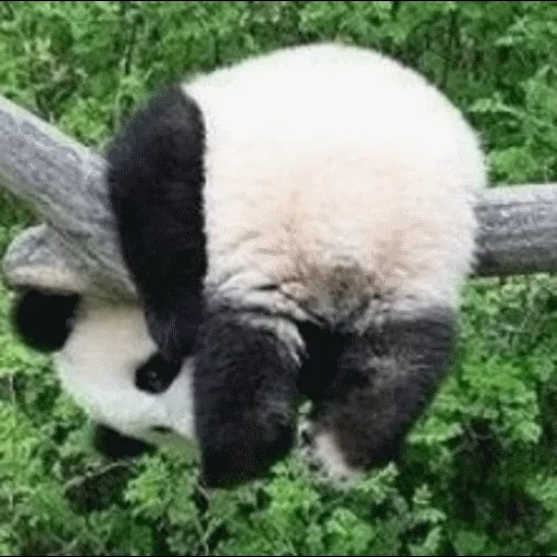 dulce panda, panda es grande, panda divertida, panda es un animal, panda gigante