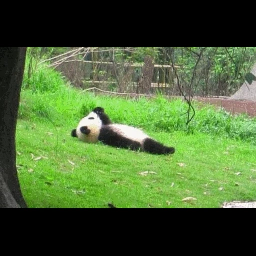 lat, егор летов, reel 2 real, панда большая, животные панда