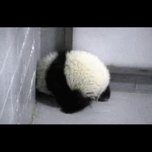 panda, panda hérisson, panda en arrière, prêtre panda, triste petit panda