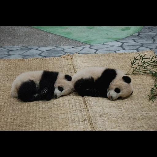 pandy, panda panda, panda raksasa, panda raksasa, taman zoologi