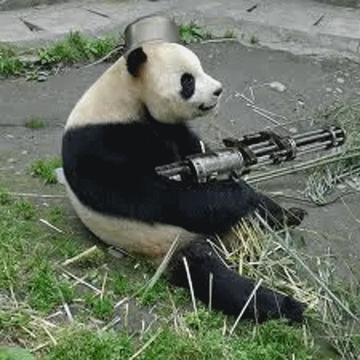 kühler, egor letov, panda panda, panda kalashom, panda mit einer waffe
