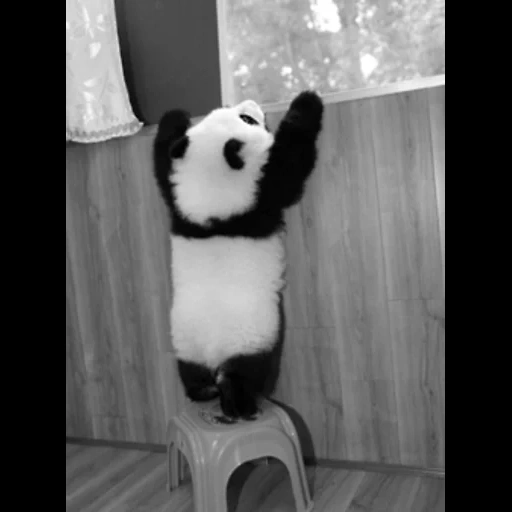 panda, panda panda, le panda est beau, le panda est petit, panda géant