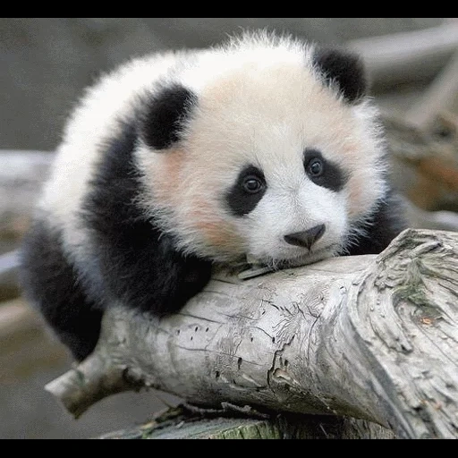 panda, panda is dear, panda 200x200, panda is an animal, panda is small