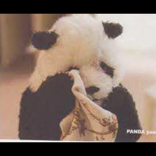 panda, panda, panda está llorando, abrazos de panda, panda sin puntos