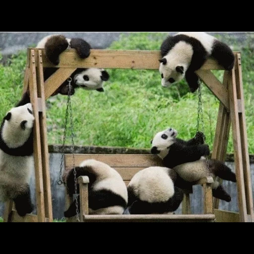 панда, панда панда, giant panda, отличия животные, детский сад панд китае