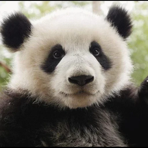 panda nyash, panda, dulce panda, panda gigante, panda divertida
