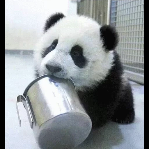 panda panda, cub panda, panda gigante, urso panda, panda é um animal