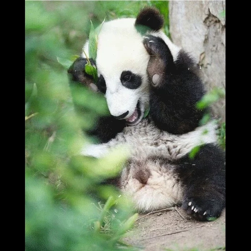 panda, panda qusiao, panda es pequeño, panda es grande, animales panda