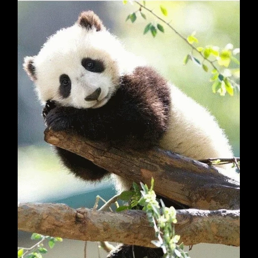 panda, panda, panda es querido, panda gigante, animales panda
