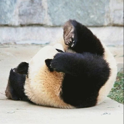 panda, panda géant, panda endormi, panda assis, panda fatigué