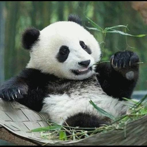 panda, bebé panda, panda es grande, panda divertida, panda gigante