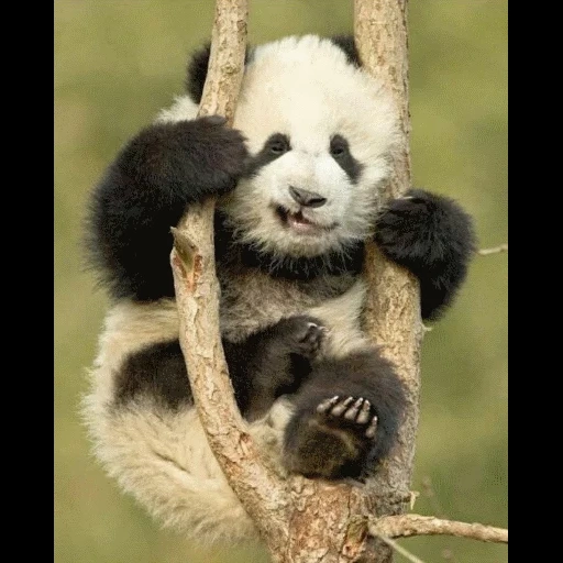 панда, панда милая, панда дереве, детеныш панды, смешная панда