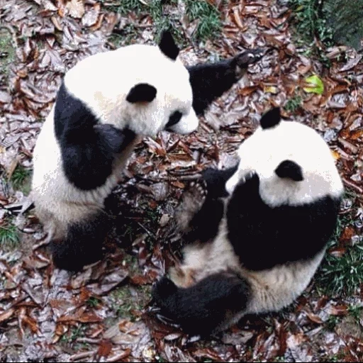 panda, panda panda, riesenpanda, riesenpanda, bambus panda