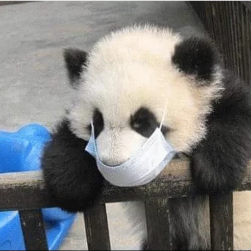 panda, kid panda, panda mimimi, panda est grand, panda drôle