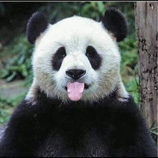 panda, panda, panda es grande, panda es un animal, panda gigante