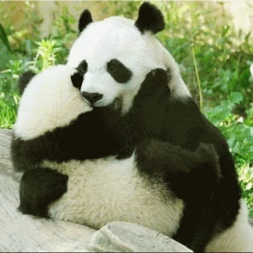 panda, panda, panda gigante, panda divertida, animales panda