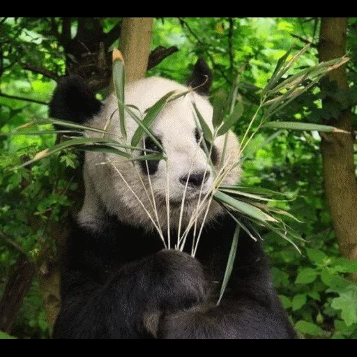 panda, panda, bambú de panda, panda de bambú, zoológico de panda moscú 2021