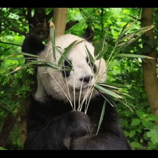 panda, panda panda, panda bamboo, panda bambu, panda moscow zoo 2021