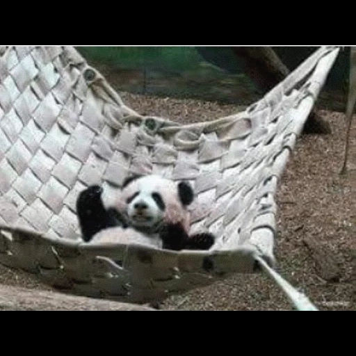 panda, dog, panda dog, panda was scared, giant panda