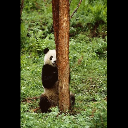 панда, панда панда, панда дереве, большая панда, смешная панда