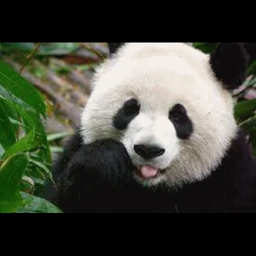 panda, panda's face, panda panda, bear panda, giant panda