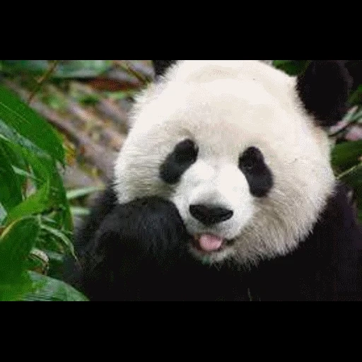 panda, cara de panda, panda, panda de oso, panda gigante