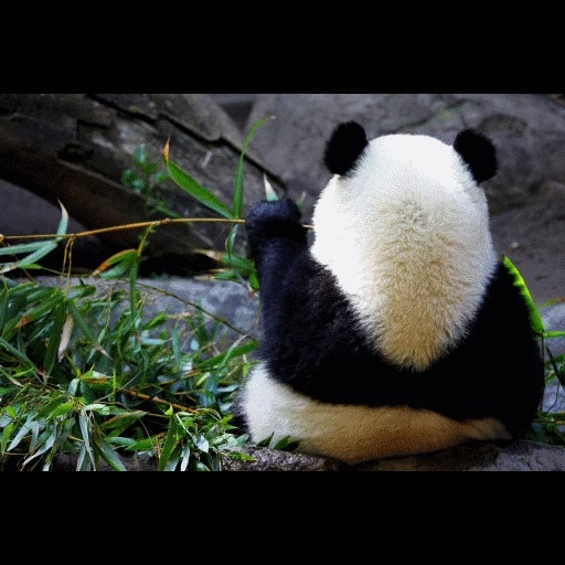 панда, панда панда, панда сзади, грустная панда, кунг-фу панда 3
