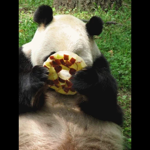 панда, жирная панда, питание панды, панда большая, большая панда ест бамбук
