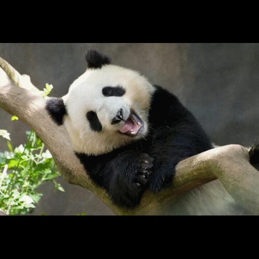 panda, panda sayu, panda panda, panda géant, panda mange du bambou