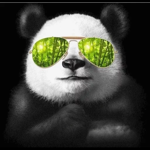 panda, panda, avatar de panda