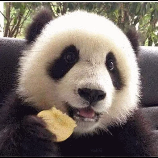 панда, гульдан, панда милая, большая панда, веселая панда