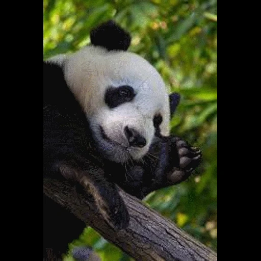 панда, темнота, панда панда, giant panda, панда большая
