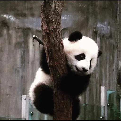 panda, bagiano, panda, panda es grande, panda divertida