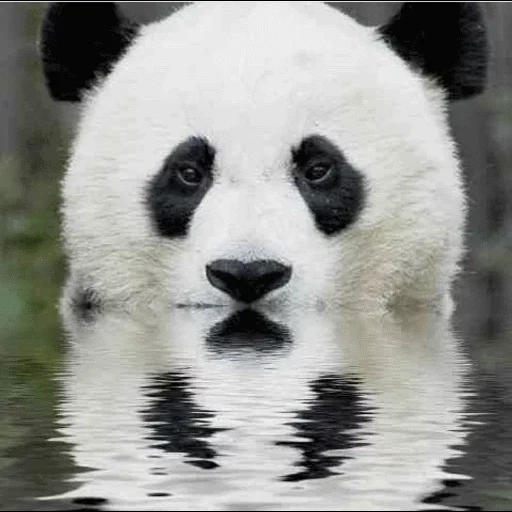 panda, visage de panda, panda panda, panda géant, panda sans cercles noirs