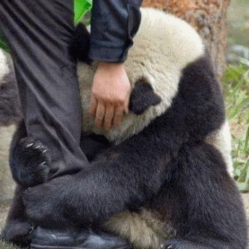 панда, panda bear, попа панды, панда тайшань, большая панда