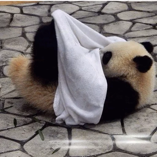 панда, панда вор, панда смешная, панда большая, настоящая панда