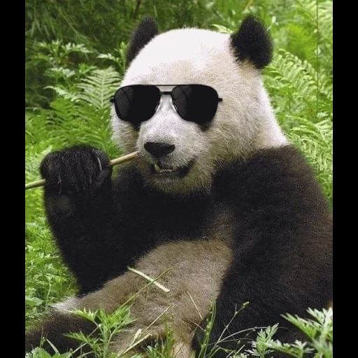 panda, ragazzo, panda è grande, mi piace veramente, goditi la musica goditi la vita