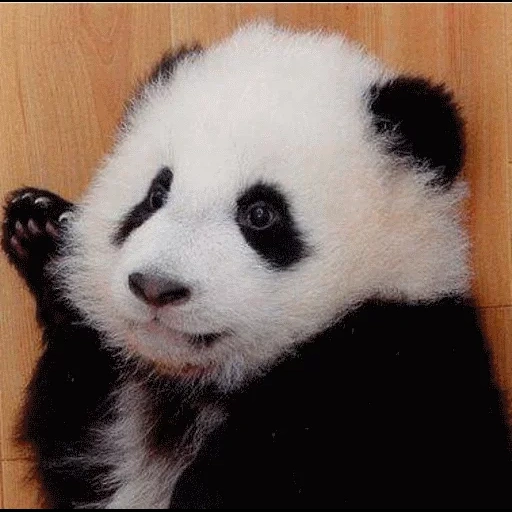panda, panda fofo, cub panda, o panda é pequeno, panda de bambu