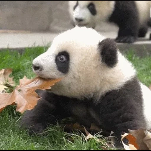 panda, panda, cachorro, panda es grande, panda divertida