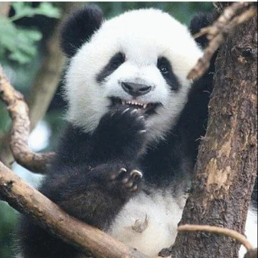panda, panda panda, panda branch, riesenpanda, riesenpanda