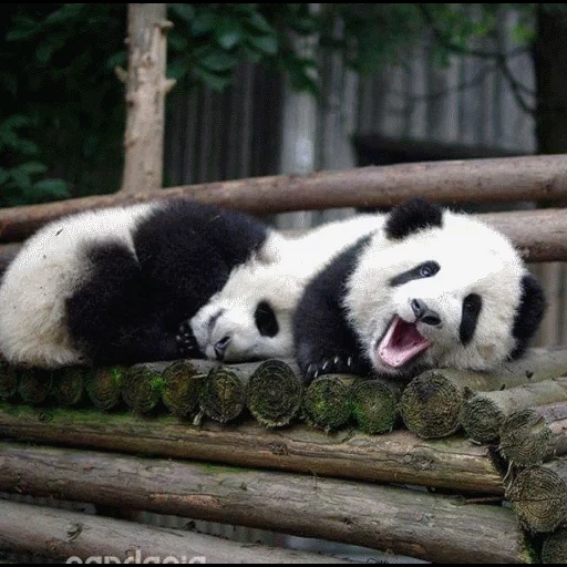 panda panda, panda mündung, panda ist groß, lustiger panda, riesenpanda
