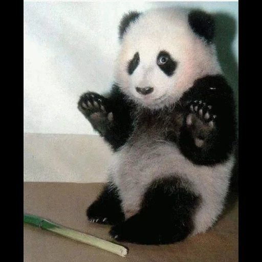 panda, pandochka, panda panda, süßer panda, panda milashka