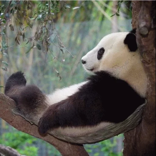 панды, панда панда, панда дереве, большая панда, панда животное