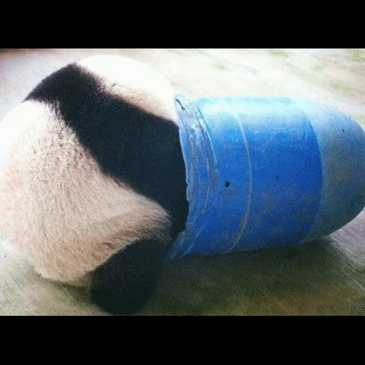 panda, panda mignon, jouet panda, le panda est en peluche, animaux drôles