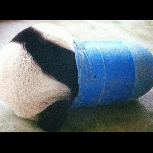 panda, panda fofo, brinquedo panda, o panda é luxuoso, animais engraçados