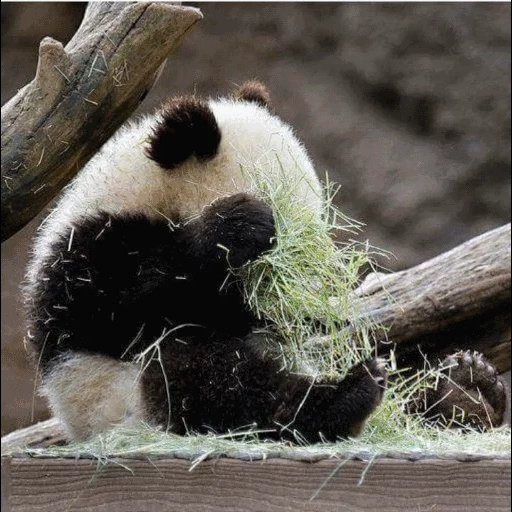 pandy, panda gigante, panda divertente, panda è un animale, panda triste